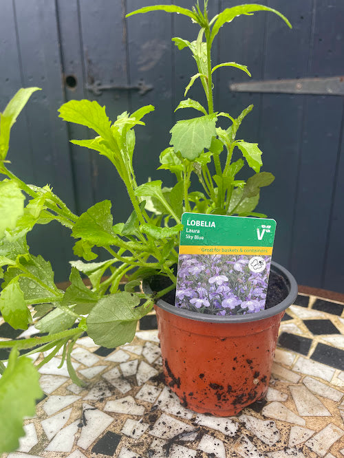 9cm Lobelia Laura Sky Blue