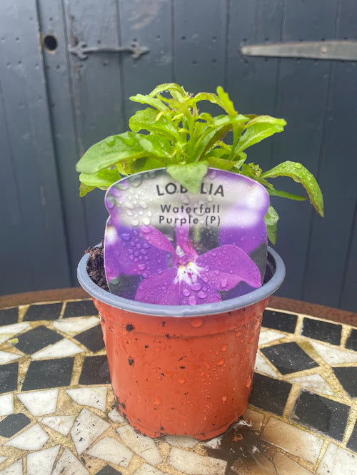 9cm Waterfall Purple Lobelia