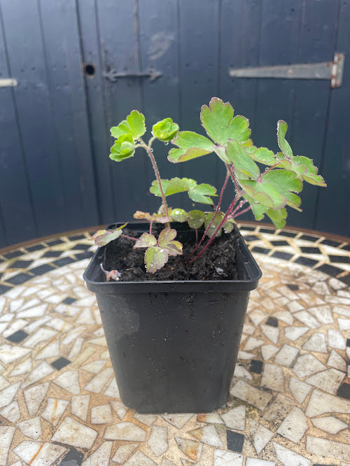 9cm Aquilegia / Columbine / Granny's Bonnet