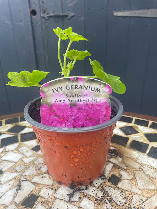 9cm Ivy Geranium Amy Amethyst - Pink
