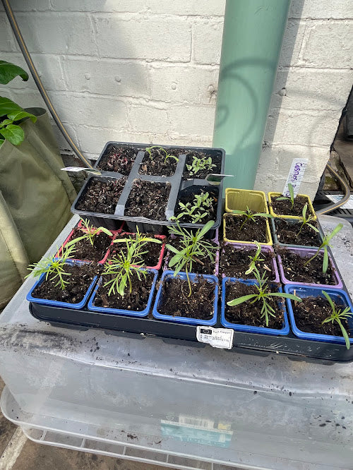 Coming soon! Cosmos, Calendula, Limonium, Amaranthus