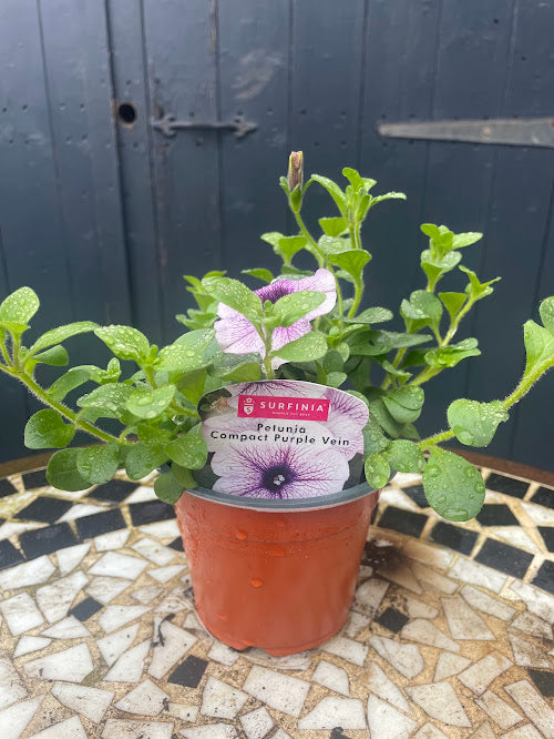 9cm Petunia Compact Purple Vein