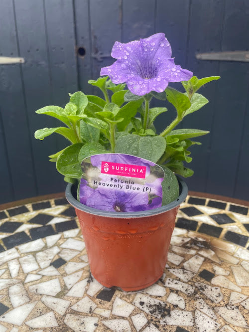 9cm Petunia Heavenly Blue