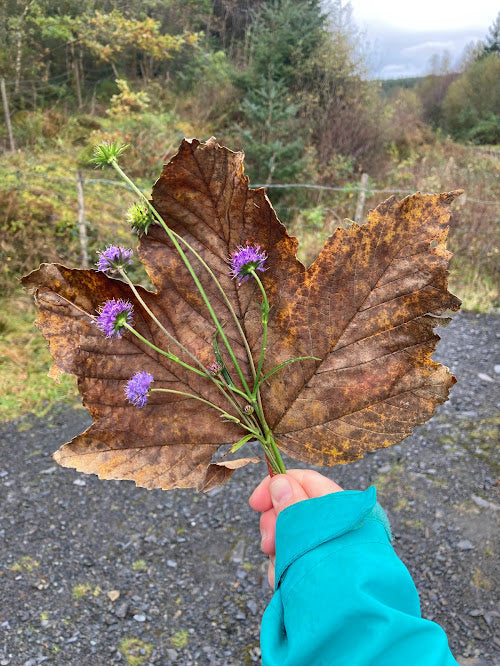 Leaf preservation and pumpkin decoration - Saturday 7th November