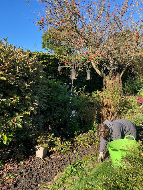 Autumn seed harvesting and perennial plant dividing - Saturday 10th October