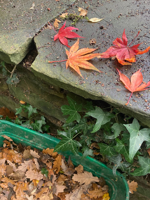 Leaf preservation and pumpkin decoration - Saturday 7th November