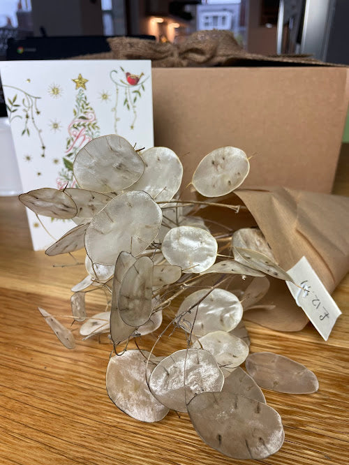 10 stems of lunaria / honesty