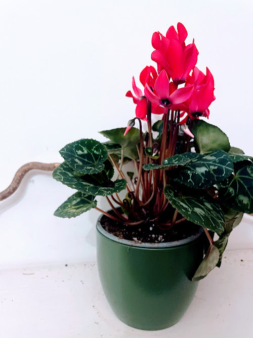 Red hot cyclamen plant in a moss green ceramic pot - Valentine's
