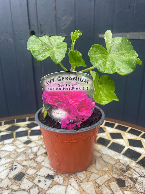 9cm Ivy Geranium Sunflair Jasina Hot Pink