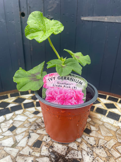 9cm Ivy Geranium Linda Pink