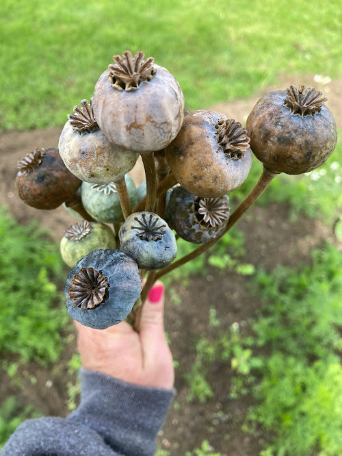 Poppy seed harvesting and crafting workshop – Saturday 12th September