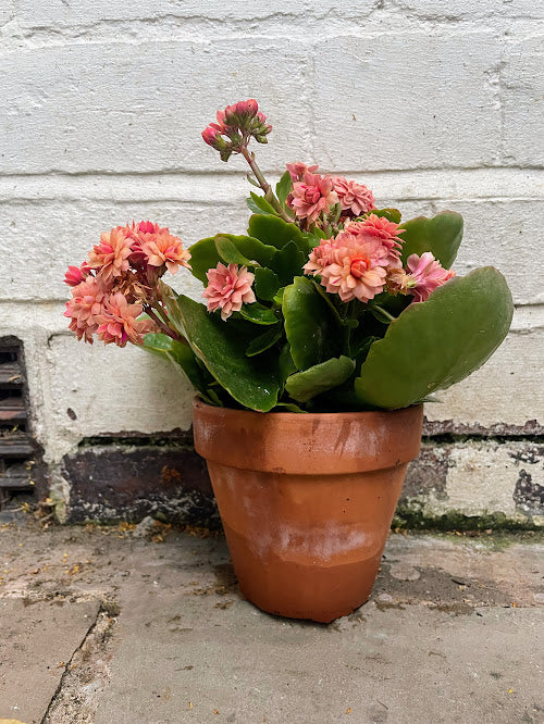 Kalanchoe plant in a terracota pot