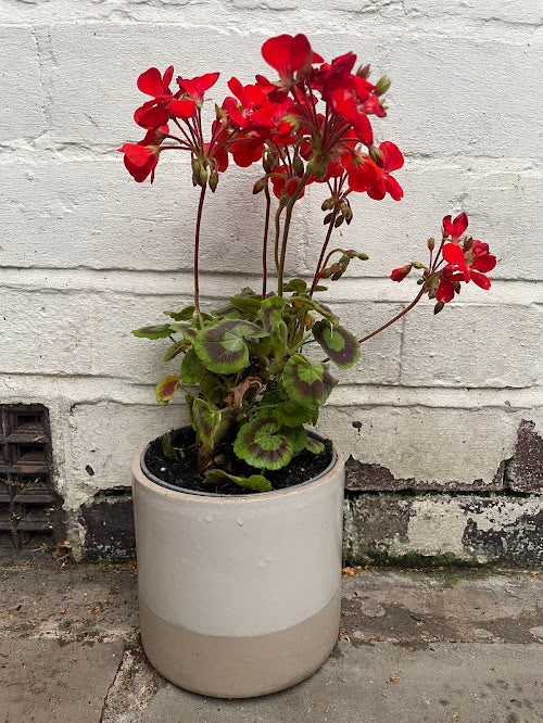 Bright red geranium in a two tone ceramic pot