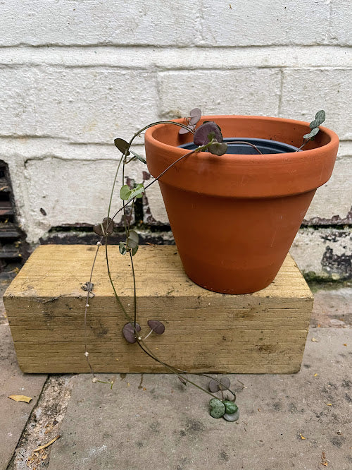 String of hearts plant in a ceramic pot
